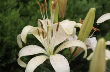 百合花授粉后会结果吗