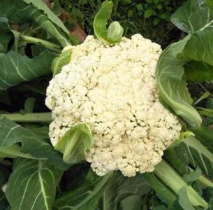 秋天菜花什么时候下种