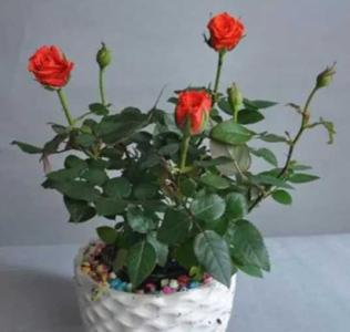 盆栽月季花怎么养才不会枯萎