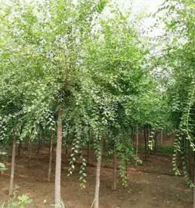 榆树适合什么季节种植