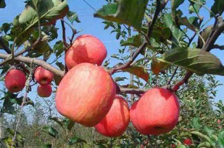 苹果可以当肥料放花里吗