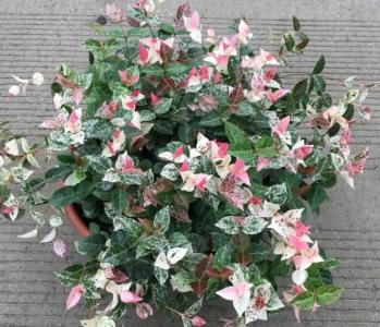 花叶络石养在家风水好吗