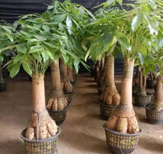 发财树阳光直射可以吗