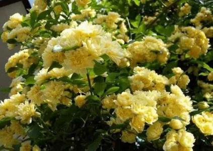 木香花的繁殖方法