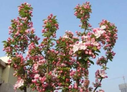 海棠花适合什么季节种植