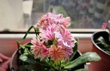 养花见干见湿是什么意思
