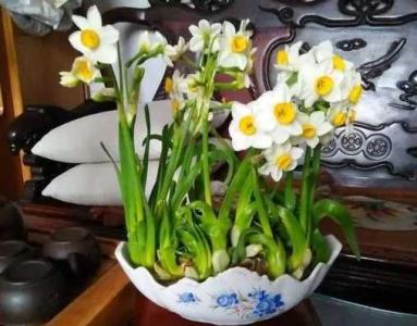 水仙花营养液怎么自制