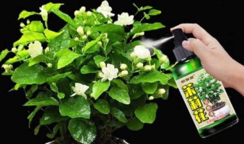 茉莉用液体花肥的配方