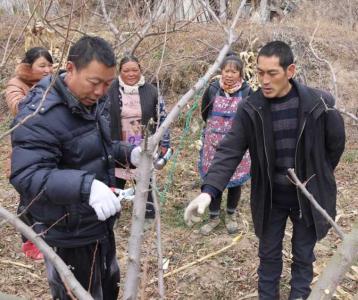 李子树什么时间剪枝