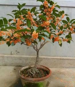 盆栽桂花用什么土最合适