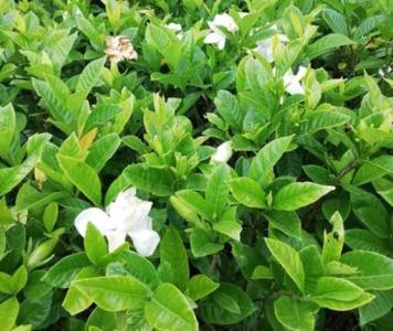 大量收购栀子花