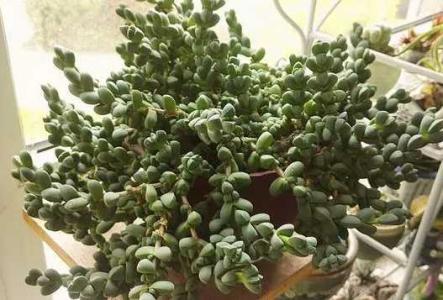 多肉鹿角海棠不开花的原因