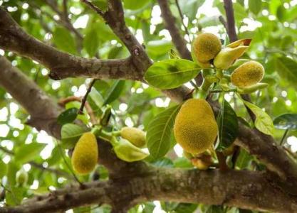 菠萝蜜从开花到果实成熟要多久