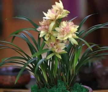 兰花开花了怎么养护