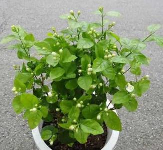 茉莉花的什么时候换土好