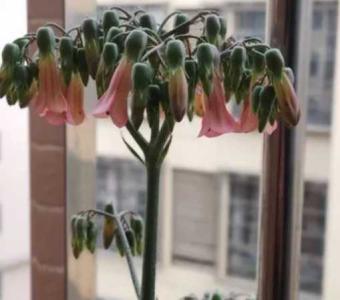 花卉落地生根