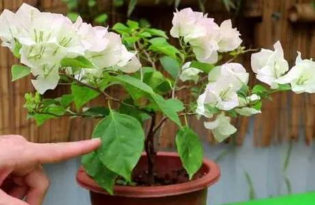 三角梅种多久才能开花