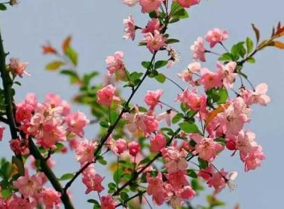 海棠花生长在什么环境