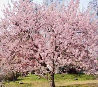 樱花几月栽种成活高