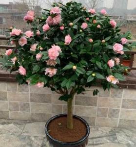 茶花的家庭养殖方法
