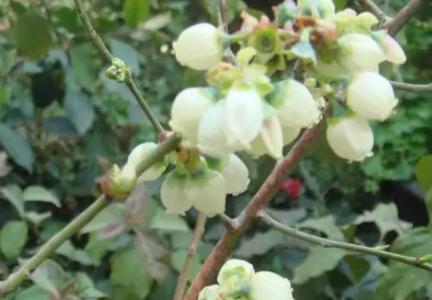 蓝莓开花结果时间