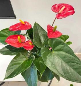 红掌花适合在客厅养吗