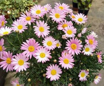 小雏菊一年四季都开花吗