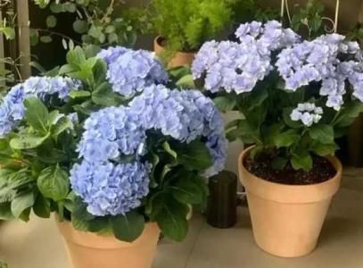 绣球花在什么时候浇水比较好