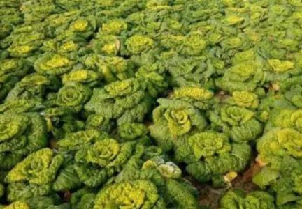 黄心乌塌菜菊花心