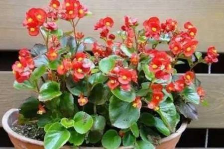 海棠开花后用不用修剪
