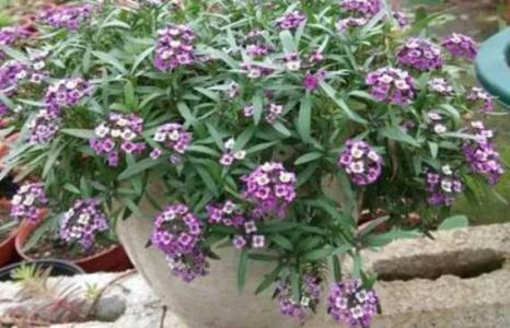 香雪球从播种到开花需要多久