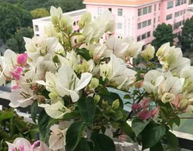 漳红樱和绿樱谁比较勤花