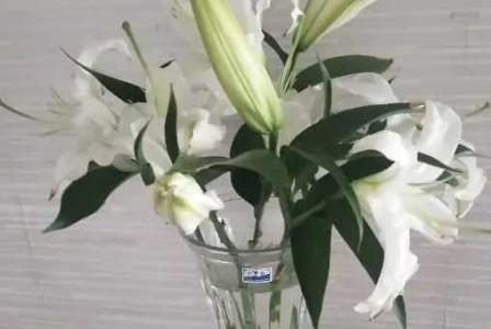 水养百合花技巧与方法