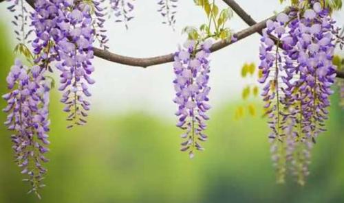 紫藤花适合南方还是北方