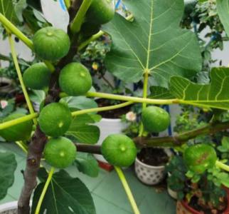 无花果可以盆栽种植吗