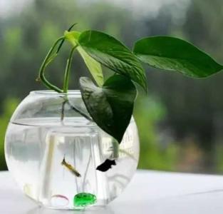 鱼缸的水浇花好吗