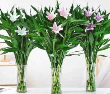 百合花和富贵竹可以一起土养吗