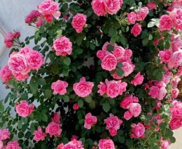 真正四季开花的藤本月季