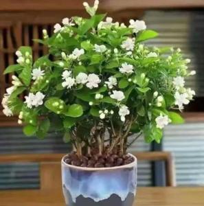 非常好养的花和绿植