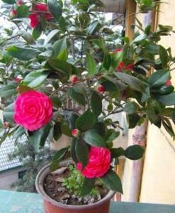 带花蕾茶花换盆