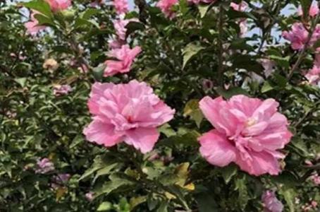 木槿花用什么土栽最好
