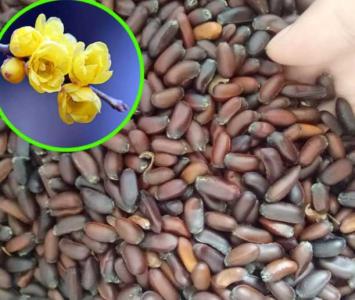 梅花种子发芽是怎样的