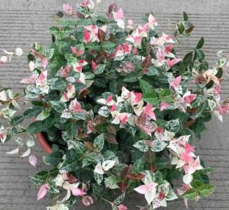 络石花怎么样养护