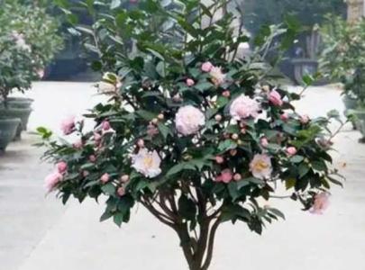 茶花的养殖方法 盆栽 家庭