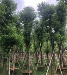 香樟树怎么种植生长的好