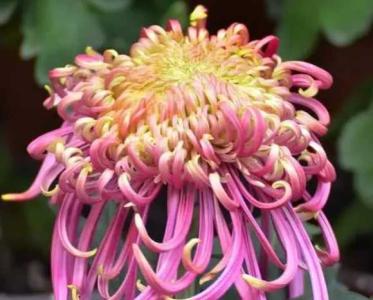 菊花有多少品种