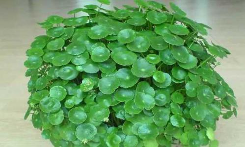 铜钱花怎么养好