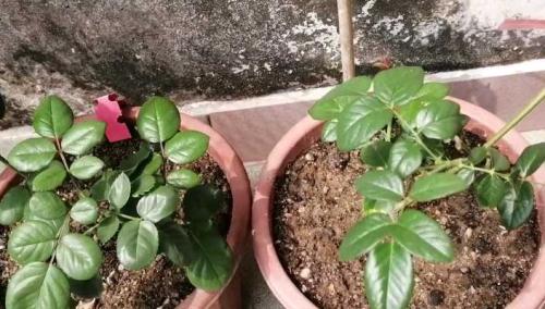 月季花的生长详细记录