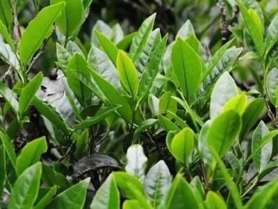 茶树的外形特征