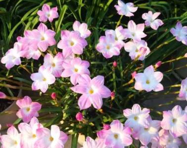 风雨兰一年开几次花